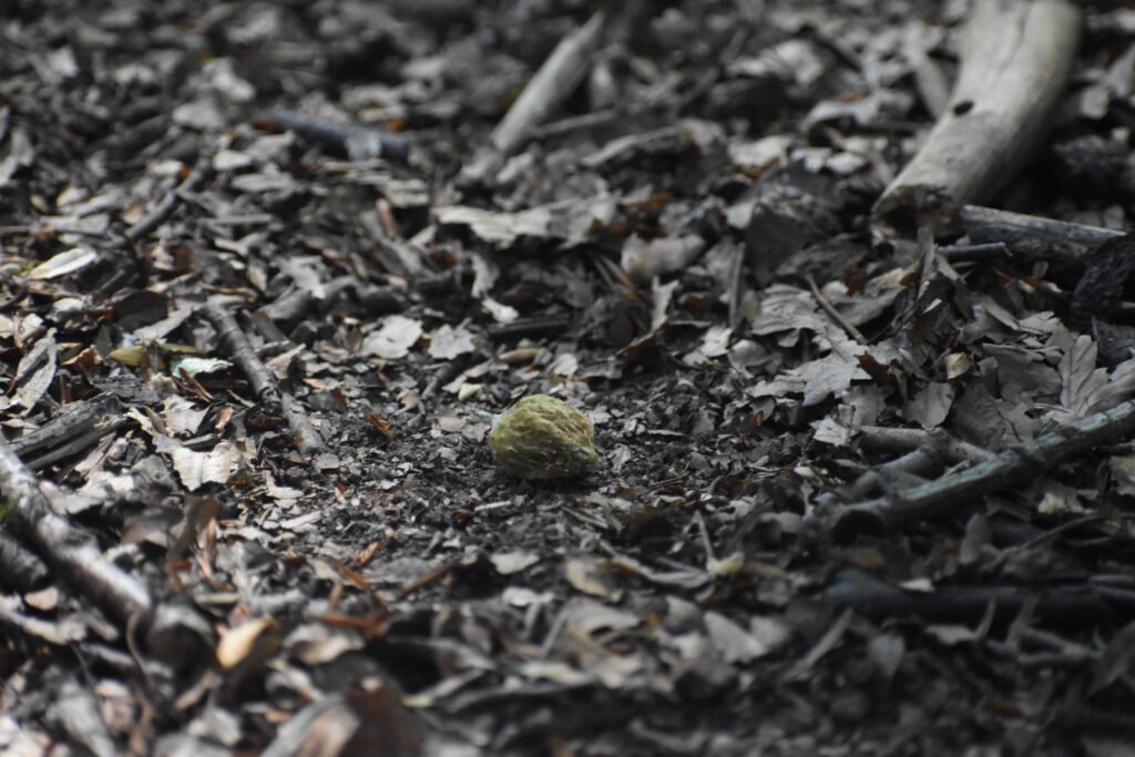 Beechnut
