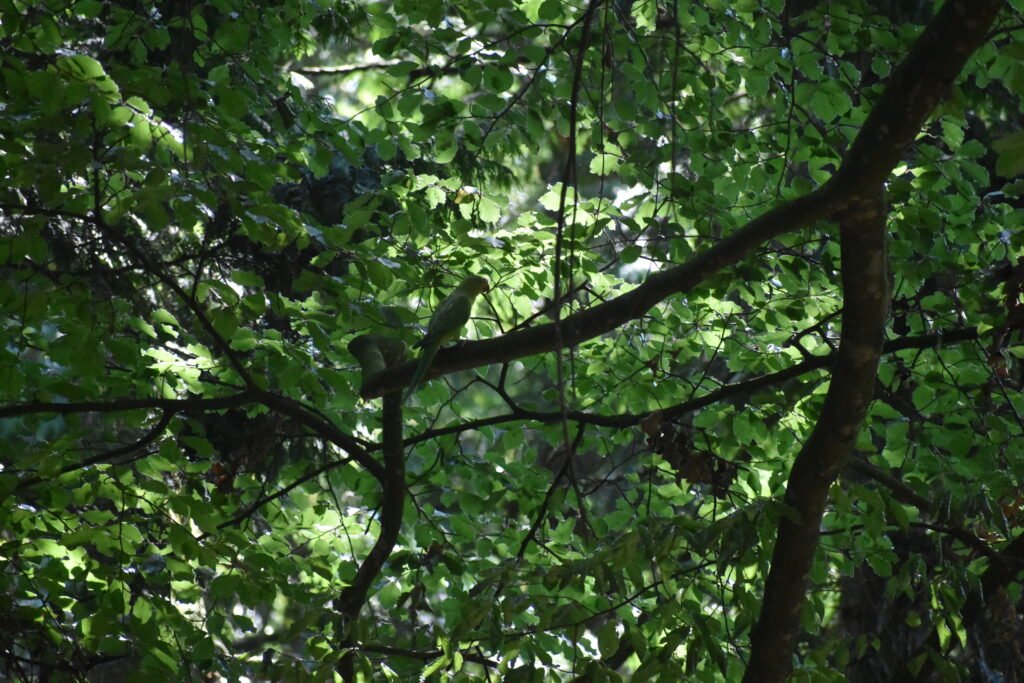 Parakeet in beech